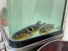 -长顺河豚馆(江洲东路)