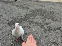-燕塞湖鸟语林景区