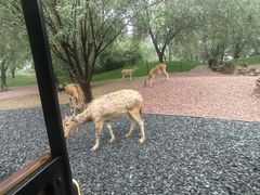 -北京野生动物园