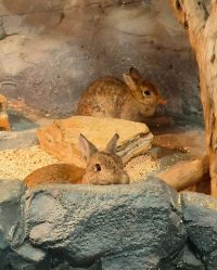 -Zoolung Zoolung动物主题公园(海信广场店)