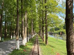 -黄海国家森林公园