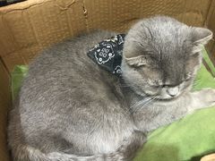 -猫色咖啡·猫咖