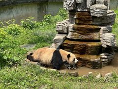 -中国大熊猫保护研究中心雅安碧峰峡基地