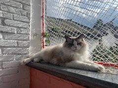 -喵屿·大理花园猫咖