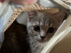 -心仪动物医院·牙专科·肿瘤·心脏科(西客站院)