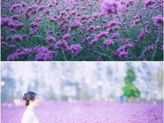 -荷兰花海