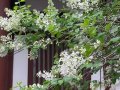 -西安青龙寺遗址景区