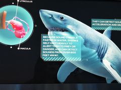 -迪拜水族馆及水下动物园