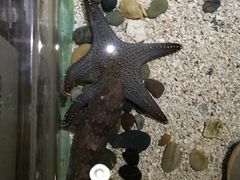 -芜湖新华联大白鲸海洋公园