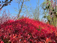 -泗洪洪泽湖湿地景区