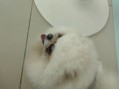 -怪兽屋·羊驼·猫咖·狗咖(俊华广场店)