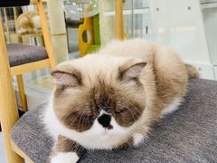 -喵园·猫主题咖啡厅·撸猫·猫咖(国贸店)