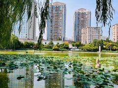 -团结湖公园