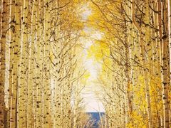 -乌兰布统景区-白桦林