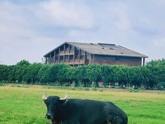 -池杉湖湿地公园