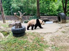 -都江堰中华大熊猫苑