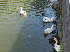 -苏州文庙(姑苏区)