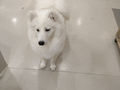 -共舞时光猫咖·狗咖(新街口店)