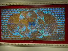 -上海昆虫博物馆