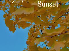 -三里屯东五街银杏大道