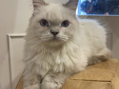 -楼上猫咖(罗湖店)