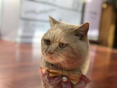 -猫小院猫主题咖啡厅(北锣店)