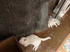 -猫猫幼稚园·撸猫·桌游·电玩