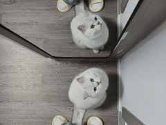 -欣宠猫屋·矮脚拿破仑·蓝金金渐层