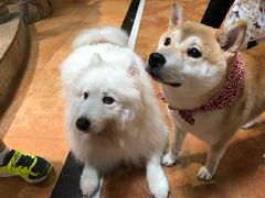 -more than meow吴止猫主题餐厅(承德 中船汇店)