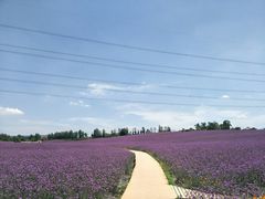 -紫颐香薰山谷景区
