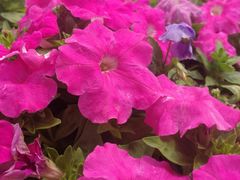 -松山湖梦幻百花洲