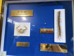 -上海昆虫博物馆