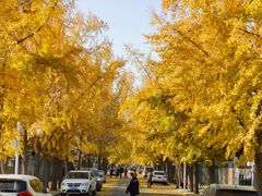 -三里屯东五街银杏大道