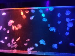 -锦艺城海洋馆
