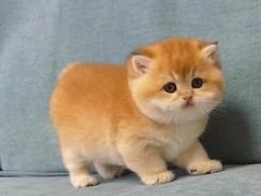-猫十亿·布偶金渐层·曼基康矮脚猫舍(青年路店)