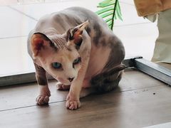 -藏猫猫咖啡主题馆(中央大道店)