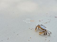 -白沙滩