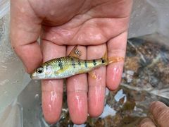 -广州白江湖森林公园