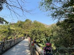 -西双版纳原始森林公园