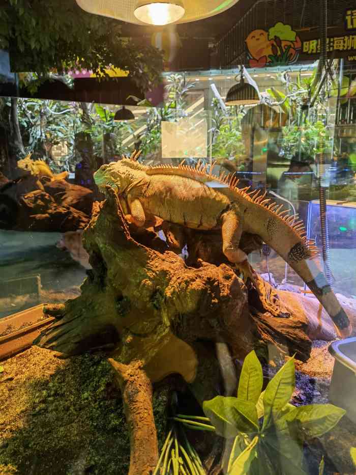 哈库那珍奇动物城(立丰城店)-"【印象】全新装修 | 进门洗手消毒 | .