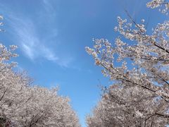 -古柏渡飞黄旅游区