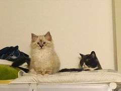 -喵zoo家庭繁育猫舍(尖东智能花园店)