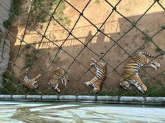 -西霞口神雕山野生动物世界