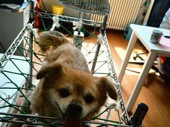 -北京观赏动物医院·24小时大型综合·猫专科·异宠专科