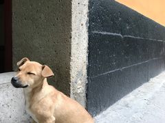 -普陀山风景名胜区-法雨禅寺