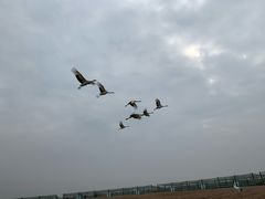 -盐城丹顶鹤湿地生态旅游区