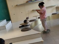 -飞行喵MR PILOT|猫舍·猫咖(静安大融城店)