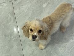 -柴犬小屋·柴餐厅·狗咖食堂(金鼎广场店)