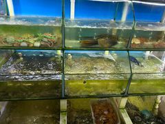 水产区-阿弟特色海鲜餐厅·大排档(平潭店)