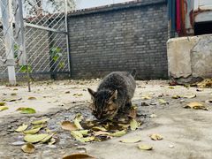 -白水寺森林公园